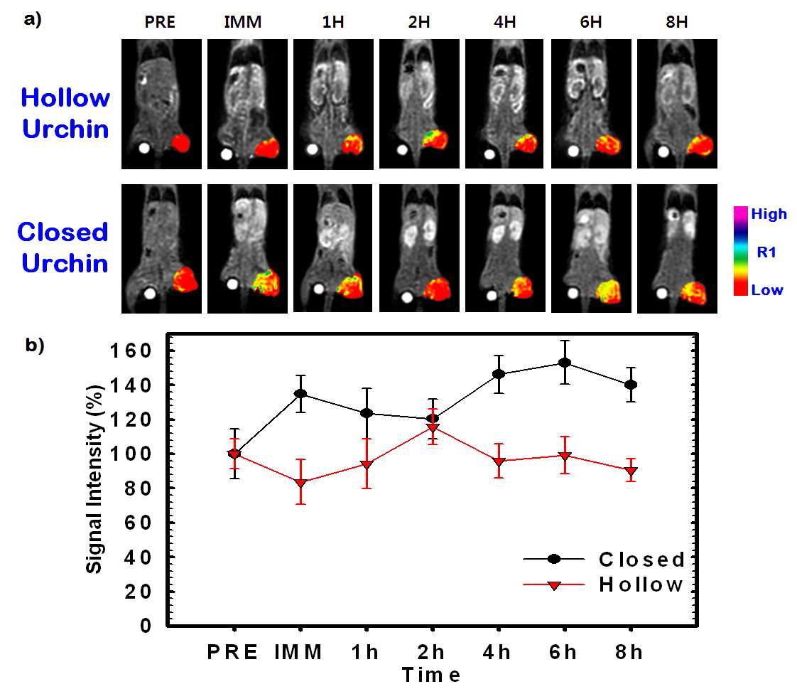 그림. 시간에 따른 산화망간 나노입자의 in vivo MRI 영상 및 신호 세기