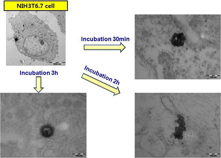 그림. NIH3T6.7 종양세포에서 시간에 따른 산화망간 나노입자의 해리 TEM 이미지