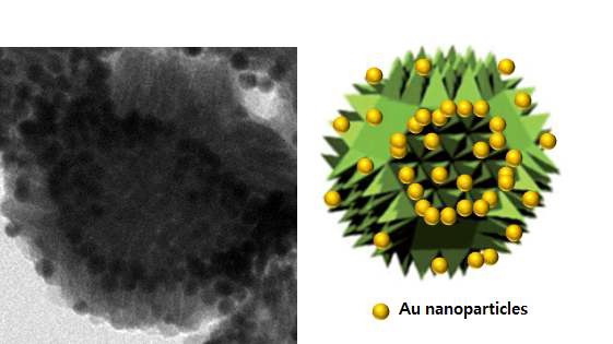 그림. 금 나노입자를 성장시킨 MnO urchin TEM image 와 모식도