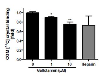 Gallotannin의 calcium oxalate의 흡착억제 효과