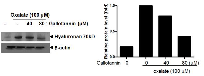 Gallotannin의 oxalate에 의한 hyaluronan에 대한 발현억제효과