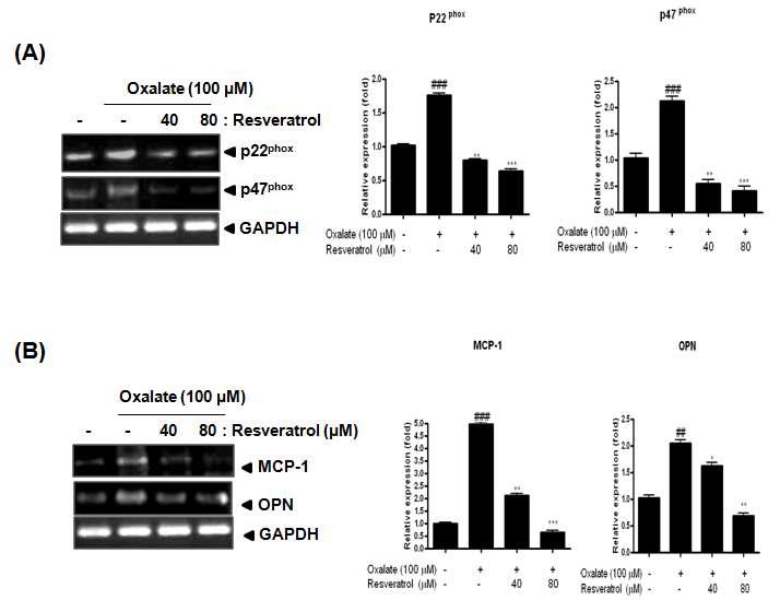 Gallotannin이 oxalate에 의해 증가된 NA DPH의 oxidase subunit p22 phox와 p47 phox mRNA (A ) 와 M CP-1과 OPN의 (B) mRNA 발현의 억제 효과