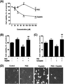 Cisplatin 처리된 신장세포의 PGG의 세포 독성 저해 효과