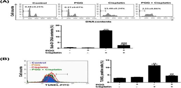 Cisplatin 처리된 신장세포의 PGG의 sub G1 (A) 과 TUNEL assay (B) 를 통한 세포사멸 저해