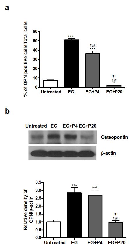 PGG의 투여가 신장 결석 모델의 신장 조직에서 osteopontin 발현 억제