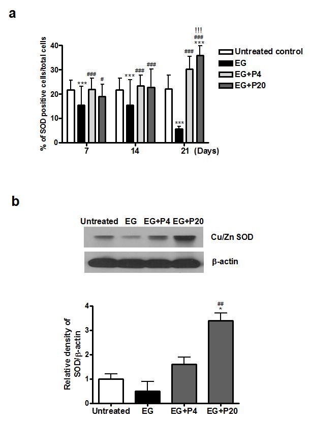 PGG의 투여가 신장 결석 모델의 신장 조직에서 antioxidant enzyme인 SOD 활성을 중가