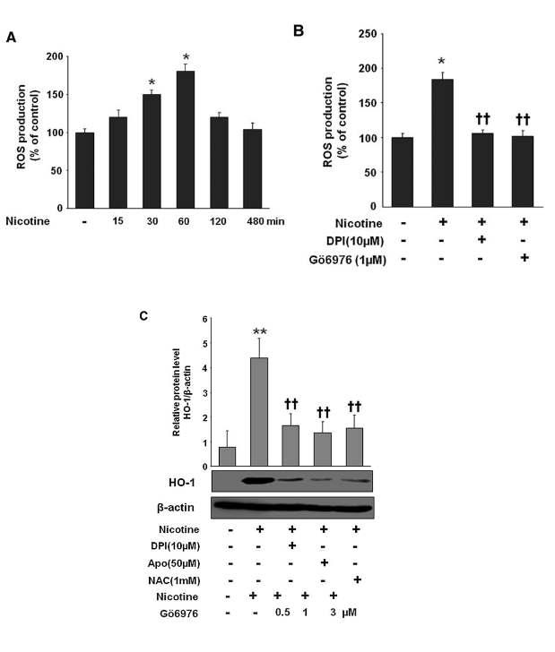 Nicotine increases ROS production through NADPH oxidase in macrophages.