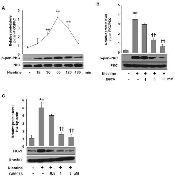 HO-1-inducible effect by nicotine is mediated through classical PKC activation in macrophages.