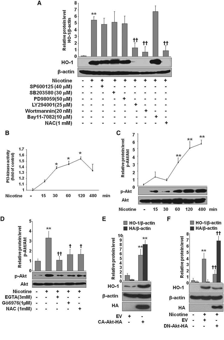 Involvement of PI3K-Akt pathway in nicotine-induced HO-1 expression in macrophages.