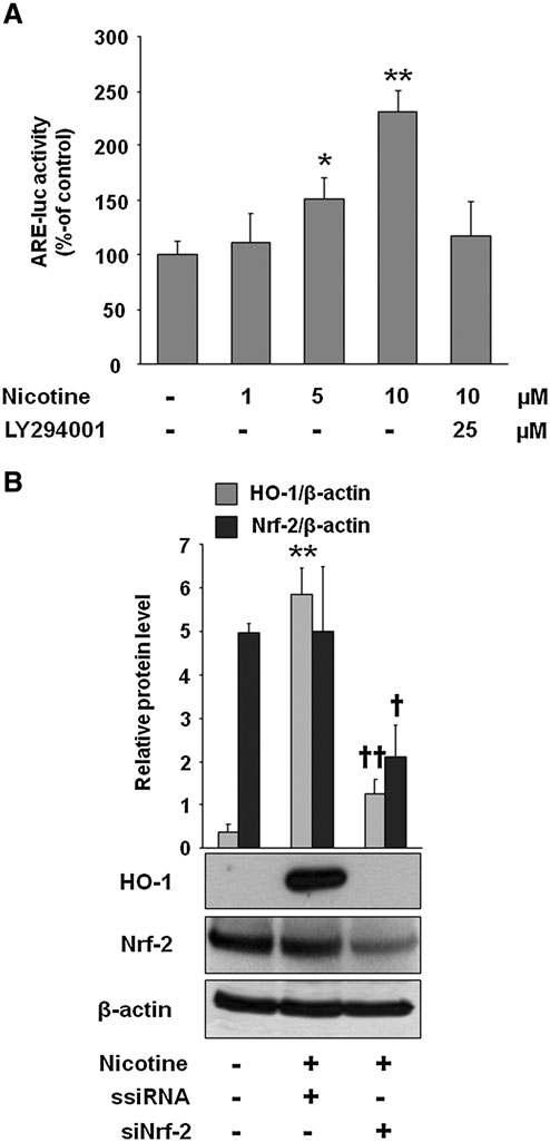 Involvement of Nrf-2 in nicotine-induced HO-1 expression in macrophages.