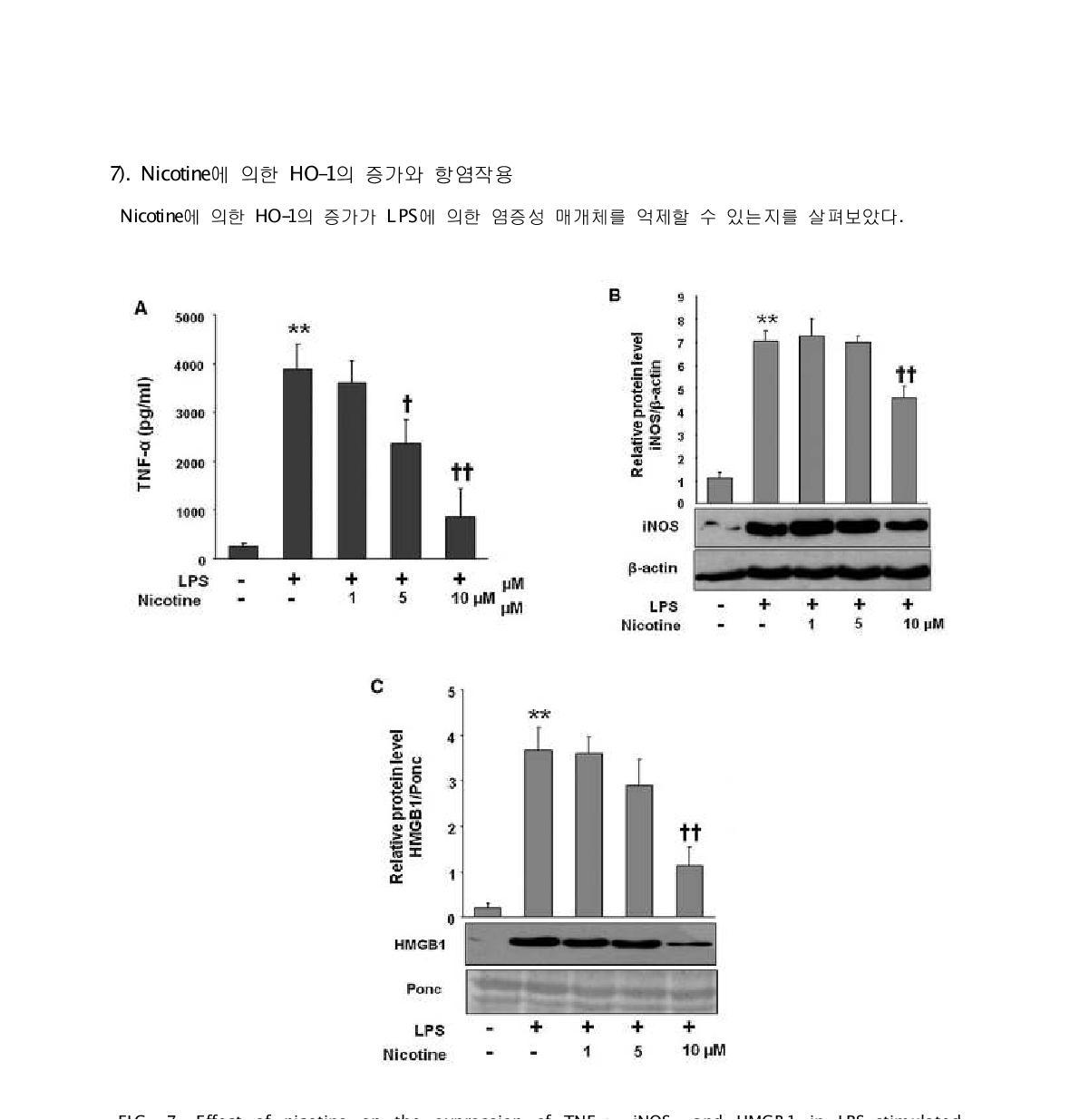 Effect of nicotine on the expression of TNF-α, iNOS, and HMGB1 in LPS-stimulated macrophages. Cells were stimulated with LPS (1 mg=ml) in the presence or absence of nicotine (1, 5, 10 μM) for 24 h. After incubation culture medium samples were subjected to enzyme-linked immunosorbent assay for (A) TNF-a detection, lysates were subjected to Western blot for (B) iNOS and (C) HMGB1, respectively. Blot bands are representative of three independent experiments. Data are presented as meanSD of three independent experiments. Significance compared to control, **p<0.01; significance compared with LPS alone {p<0.05 or {{p<0.01. HMGB1, high mobility group box 1; iNOS, inducible nitric oxide synthase; LPS, lipopolysaccharide; TNF, tumor necrosis factor.