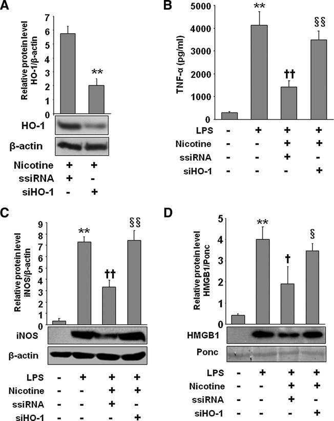 Anti-inflammatory effect of nicotine is mediated via HO-1 induction in LPS-stimulated macrophages.