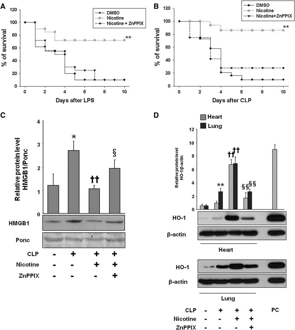 Improved survival and decrease in circulating HMGB1 levels during experimental sepsis by nicotine is mediated via HO-1.