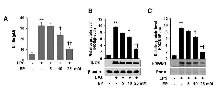 Effect of EP on the expression of iNOS/NO and HMGB1 release in LPS-stimulated macrophages (A– C). Cells were pretreated with EP for 1 h at doses 5, 10, and 25mM. Then, the cells were stimulated with LPS (1 mg/ml) for 16 h. The culture medium was collected and subjected to NO assay (A) and HMGB1 analysis (C). Cells were lysed and harvested and subjected to western blot for iNOS detection (B) as described in the Materials and Methods section. Data are presented as mean ± SD of three independent experiments.