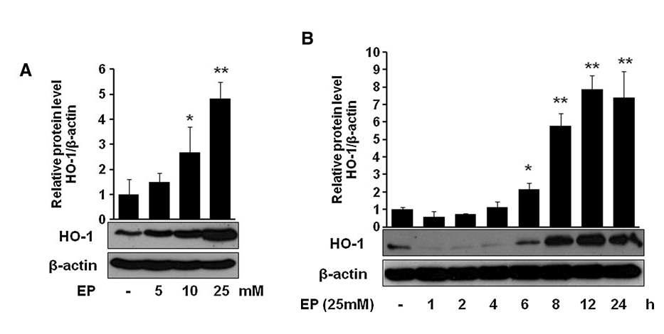 Effect of EP on the expression of HO-1 in macrophages. Cells were treated with EP at doses 5, 10, and 25mM for 8 h (A) or at dose 25mM for 1, 2, 4, 6, 8, 12, and 24 h (B). After incubation, cells were harvested and subjected to western blot as described in the Materials and Methods section. Data are presented as mean ±SD of three independent experiments. Significance compared with control, *p < 0.05 and **p < 0.01. HO-1, heme oxygenase-1.