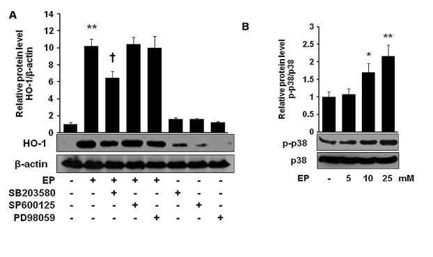 EP induces HO-1 through p38 MAPK. Cells were pretreated with SB203580 (10 μM), SP600125 (10 μM), and PD98059 (10 μM) for 1 h, and then cells were treated with EP (25mM) for 8 h (A, for HO-1) and for 6 h (B, for p-p38). After incubation, cells were harvested and subjected to western blot as described in the Materials and Methods section. Data are presented as – SD of three independent experiments.