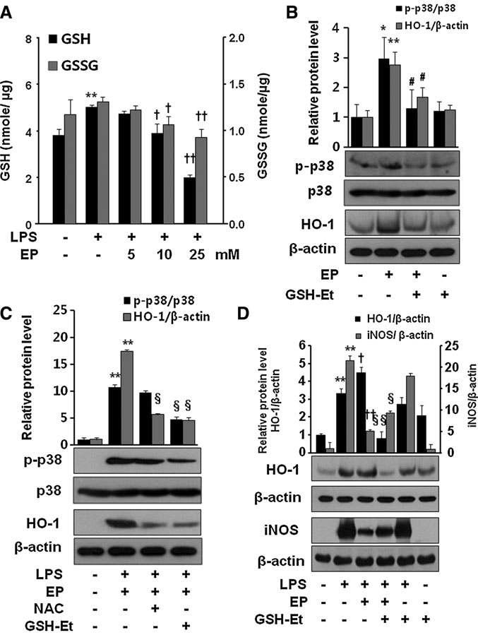 Effect of EP on intracellular GSH levels and p38 phosphorylation in RAW 264.7 cells. The cells were incubated for 24 h without or with LPS, or LPS with different concentrations of EP (5, 10, and 25mM). Intracellular levels of reduced (GSH) and oxidized (GSSG) glutathione were assayed (A) as described in the Materials and Methods section. To see the effect of EP on p38 phosphorylation and HO-1 expression, cells were incubated with EP (25mM) in the presence or absence of GSH-Et (10μM) for 8 h (B). To check the expression of HO-1 and p38 phosphorylation by NAC and GSH-Et, cells were incubated for 8 h in the presence of LPS + EP (C). To see whether GSH-Et reverses the EP effect on LPS-activated iNOS and HO-1 expression, cells were treated with EP (25mM) or EP with GSH-Et (10μM) for 8 h (HO-1) or for 16 h (HMGB1) in the presence of LPS (D). After incubation, cells were harvested and subjected to western blot as described in the Materials and Methods section. Data are presented as means ± SD of three independent experiments. Significance compared with control, *p < 0.05 and **p < 0.01; significance compared with LPS, {p < 0.05 and {{p < 0.01; significance compared with EP, #p < 0.05; significance compared with LPS + EP, xp < 0.05 and xxp < 0.01. GSH-Et, glutathione ethyl ester; NAC, N-acetyl cysteine.