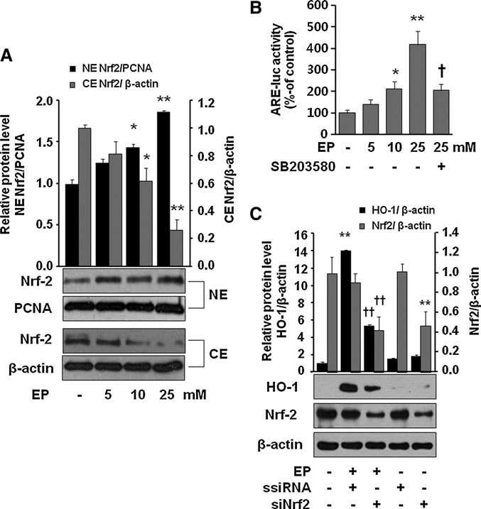 Involvement of Nrf2 in EP mediated HO-1 expression. Cells were treated for 1 h with EP at 5, 10, and 25mM, and then harvested and subjectedto cytosol/nuclear fractionation (A). Cells were transiently transfected with the ARE-luc vector (B). After incubation, cells were treated with EP (5,10, and 25mM) or EP (25 mM) + SB203580 (10 μM, which was pretreated 1 h before addition of EP) for 1 h. After incubation, cells were subjected to luciferase assay as described in the Materials and Methods section. Cells were transfected with scramble (siRNA) or siNrf2 (C) as described in the Materials and Methods section. After 8-h incubation with EP (25 mM), cells were harvested and subjected to western blot for HO-1 expression. Transfection efficiency was confirmed by checking Nrf2 expression. Data are presented as – SD of three independent experiments. Significance compared with control, *p < 0.05 and **p < 0.01; significance compared with EP alone or EP + ssiRNA, {p < 0.05 and {{p < 0.01. ARE, antioxidant redox element; Nrf2, NF-E2-related factor 2.