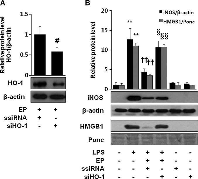 Importance of HO-1 in the anti-inflammatory action of EP. Cells were transfected with ssiRNA or siHO-1 RNA, which were subjected to western blot to confirm siHO-1 efficiency by EP (25mM) for 8 h (A). Cells were stimulated with LPS (1μg/ml) in the presence or absence of EP (25mM) for 16 h. Then, cell extract and culture medium samples were subjected to western blot for iNOS and HMGB1, respectively (B). Significance compared with control, **p < 0.01; significance compared with LPS,