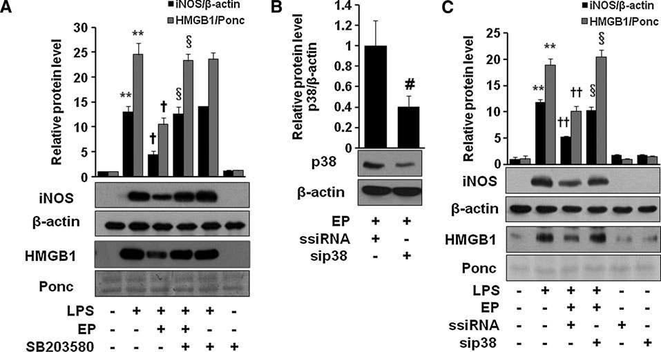 SB203580 and p38-siRNA reverse anti-inflammatory effect of EP in macrophages. Cells were incubated with EP (25mM) with or without SB203580 (10 μM) for 1 h and stimulated with LPS (1 μg/ml) for 16 h (A), or cells were transfected with p38-siRNA or ssiRNA (B, C), which were incubated with EP (25mM) for 1 h and stimulated with LPS (1 μg/ml) for 16 h. Cell extract and culture medium samples were subjected to western blot for iNOS and HMGB1 analysis, respectively. Data are presented as means± SD of three independent experiments.