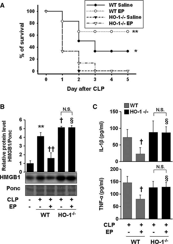 EP fails to increase the survival rate in the CLP-induced sepsis model of HO-1- / - mice. BALB/c WT (n = 12) and HO-1-/ - mice (n = 12) were subjected to CLP with EP (n = 6, 40 mg/kg i.p.) or an equal volume of vehicle (n = 6, saline) treatment at 0 and 24 h, after onset of sepsis. Survival was monitored daily for up to 5 days (A). To determine serum HMGB1 levels, WT and HO-1-/- mice were treated with EP (40 mg/kg i.p., n = 5) or an equal volume of vehicle (n = 4, saline) at 0 and 12 h after onset of sepsis (CLP). Twenty-four hours later, blood was collected by cardiac puncture and subjected to HMGB1 (B) and ELISA (C) analysis. The Kaplan– Meier program was utilized to compare the differences in mortality rates between groups.