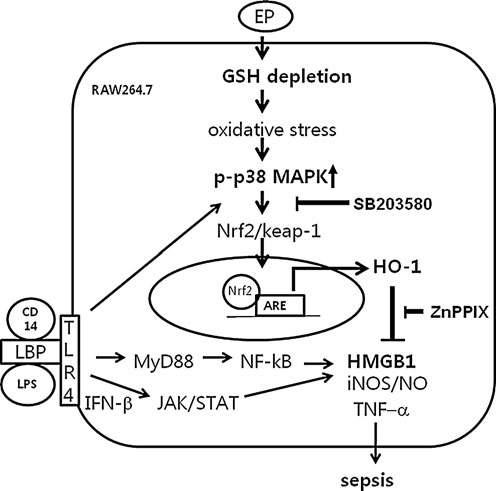 Possible mechanism by which EP reduces HMGB1 in sepsis. EP depletes intracellular GSH levels that change redox states of the cell, which, in turn, stimulates p38 MAPK. The activation of p38 MAPK by phosphorylation triggers to activate Nrf2, which dissociates from keap1 and then moves into the nucleus, where it binds to ARE binding sites to induce the HO-1 gene. Thus, SB203580, p38 inhibitor, inhibits EP-mediated HO-1 induction. On the other hand, LPS binds to LPS binding protein (LBP) along with CD14, a recognition molecule for LPS, which activates toll-like receptor 4 (TLR4). The activated TLR4 stimulates p38 MAPK, which then induces HO-1. However, LPS activates NF-jB through MyD88-dependent signal pathways, and IFN-b, generated by LPS through TRIF-dependent signal pathways, activates the JAK/STAT signal pathway to induce inflammatory gene expression, such as iNOS, TNF-a, IL-1b, and release of HMGB1. The induction of HO-1 by EP inhibits these inflammatory cytokines and release of HMGB1 and NO production in LPS-activated RAW 264.7 cells. ZnPPIX, a HO-1 inhibitor, reverses the anti-inflammatory effect of EP (data not shown). Administration of EP also inhibits iNOS expression and circulating TNF-a, IL-1b, and HMGB1 in CLP-induced septic mice, which are dependent on HO-1 induction via activation of p38 MAPK. The schema describes possible signal pathways by which EP activates HO-1 induction in RAW 264.7 cells. IL-1, interleukin-1; NF-jB, nuclear factor kappa B; STAT1, signal transducer and activator of transcription 1; TNF, tumor necrosis factor.