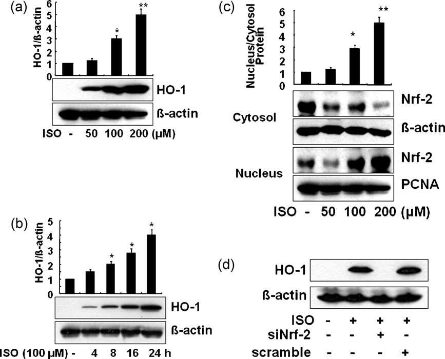 Isoproterenol induces HO-1 in a concentra tion and time-dependent manner via Nrf-2 activ ation. RAW 264.7 cells were treated with isoprot erenol (ISO) for 8 h at different concentrations (a). Cells were incubated for the indicated perio d of time with a fixed dose of ISO (100 mM) (b), and then Western blot analysis was perfor med. To determine whether Nrf-2 translocation i s involved in HO-1 induction by isoproterenol, c ytosol and nuclear fraction were separated after 3 h of treatment with the indicated concentratio ns of isoproterenol. Western blot analysis was p erformed with anti-Nrf-2 antibody (c). Using Nrf -2 siRNA-transfected cells, HO-1 induction was i nvestigated in the presence and absence of ISO (d). Representative blot shown is from one of t he three independent experiments with similar r esults. Data are expressed as mean ±SEM of th ree independent experiments.