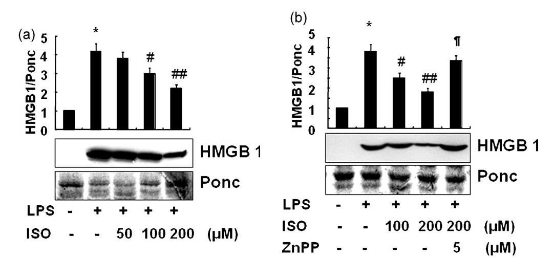 soproterenol reduces HMGB1 release in LPS-activated RAW 264.7 cells by HO-1 induction. RAW 264.7 cells were pretreated with the indicated concentrations of isoproterenol (ISO) 1 h prior to addition of 1 μg/ml LPS. After a 16-h incubation period, detection of HMGB1 released into the medium was performed by Western blot analysis (a). Ponceau S (ponc) band was used as a loading control. To understand whether the reduced HMGB1 release is due to increased HO-1 activity in the presence of ISO, ZnPPIX (5 μM), an HO-1 inhibitor, was coadministered with ISO and HMGB1 detected after 16 h of incubation with LPS (b). Representative blot shown is from one of the three independent experiments with similar results. Data are given as mean ±SEM of three independent experiments.