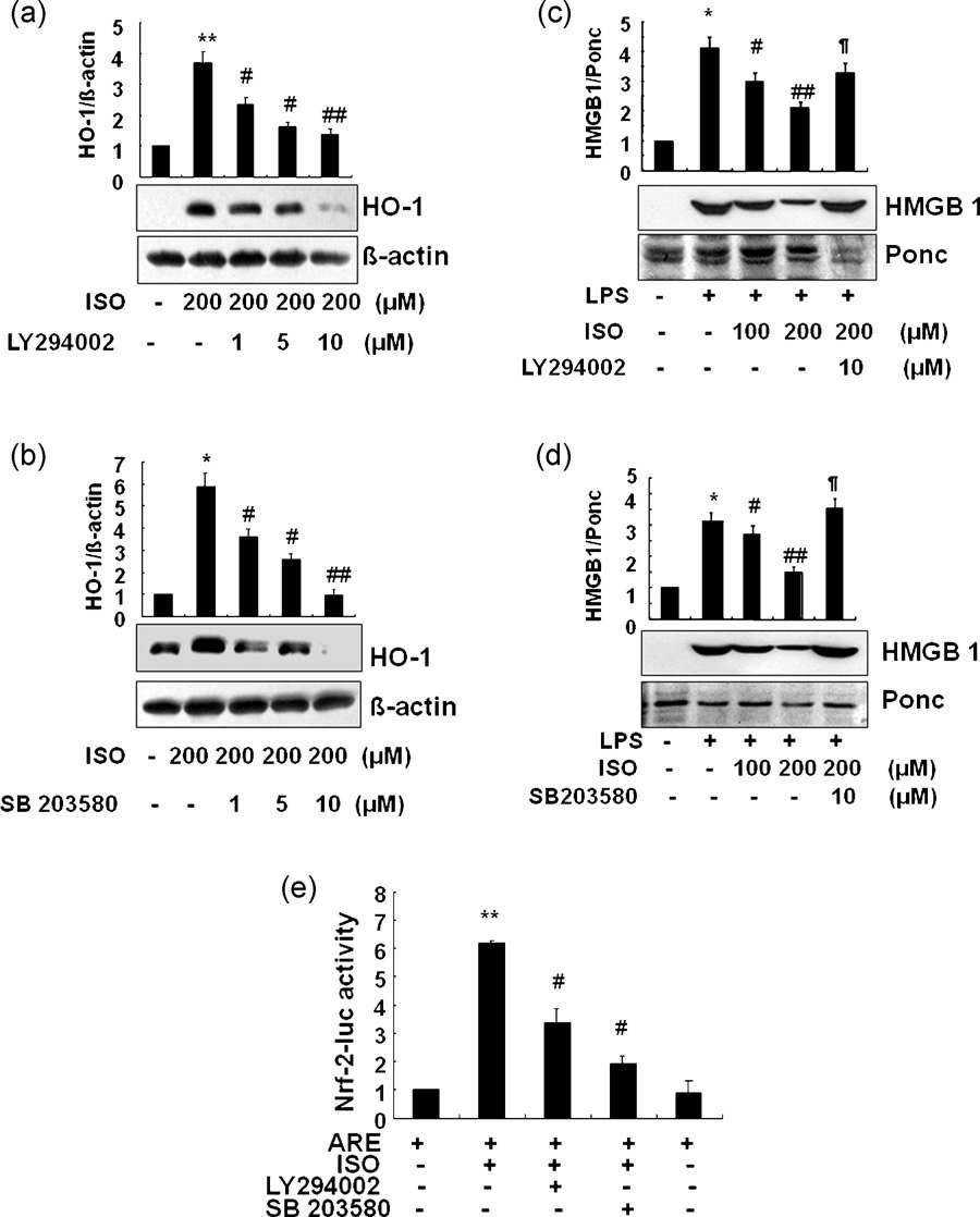 Isoproterenol induces HO-1 expression via a PI3K- and p38 MAPK-dependent pathway. RAW 264.7 cells were pretreated 30 min prior to addition of isoproterenol (ISO,200 μM) with different concentrations of LY294002, a PI3K inhibitor (a) or SB203580, a p38 MAPK inhibitor (b) to identify the signaling pathway involved in HO-1 induction. HO-1 protein was detected after 8 h of incubation with ISO. To confirm that these signaling molecules are involved in inhibition of HMGB1 release (c and d) due to HO-1 induction, RAW 264.7 cells were pretreated with the indicated concentrations of ISO 1 h prior to addition of 1 mg/ml LPS. LY294002 (10 μM) or SB 203580 (10 μM) was administered 30 min prior to treatment with ISO. Cells were incubated for 16 h after LPS addition for the purpose of detecting HMGB1. To further confirm that ISO-induced HO-1 expression is related to Nrf-2, which is also sensitive to PI3K and p38 MAPK, Nrf-2 luciferase activity was measured in the presence or absence of LY294002 or SB 203580 (e). Cells transfected with the Nrf-2 luciferase gene were incubated for 1 h with ISO (200 μM) with or without the inhibitors (each at 10 μM). Intensity is represented as fold increase in activity. Representative blot shown is from one of the three independent experiments with similar results. Data are given as mean SEM of three independent experiments.