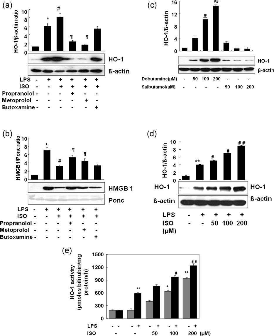 β1-Adrenoceptor activation induces HO-1 expression and activity in macrophage cells. RAW 264.7 cells were treated with isoproterenol (ISO, 100 μM), ISO + propranolol (100 μM), a non-selective β-AR antagonist, ISO + metoprolol (100 μM), a selective β1-AR antagonist, or ISO + butoxamine (100 μM), a selective β2-AR antagonist 30 min prior to addition of LPS (1 μg/ml). After incubation for 8 h (HO-1, a) or 16 h (HMGB1, b), cells were harvested and subjected to Western blot analysis as described in Section 2. To confirm that HO-1 induction by isoproterenol is mediated by the b1-AR, different concentrations of dobutamine, a β1-selective AR agonist, and salbutamol, a β2-selective AR agonist, were administered for 8 h to RAW 264.7 cells (c). Cells were incubated with LPS (1 μg/ml) or LPS + ISO (50, 100, and 200 μM) for 8 h and HO-1 expression and activity were measured as described in Section 2. Representative blot shown is from one of the three independent experiments with similar results. Data are given as mean SEM of three independent experiments.