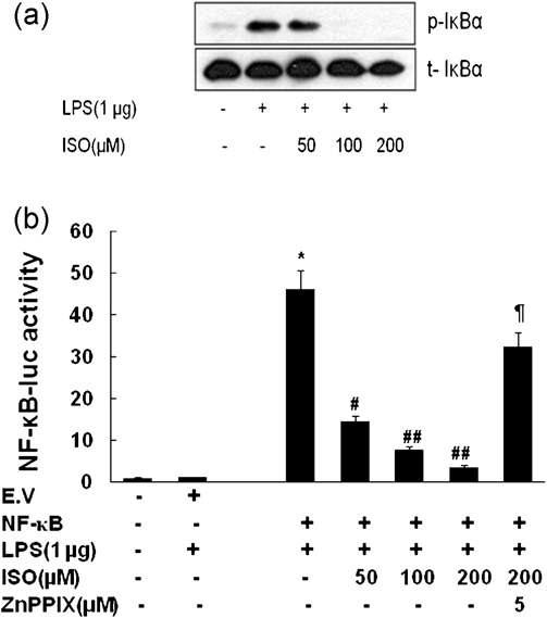 Inhibition of inflammatory cytokines is related to NF-kB activity. The involvement of NF-kB activity in the anti-inflammatory action of isoproterenol (ISO), phosphorylation of IkBa (a) and NF-kB luciferase activity (b) were measured. Cells were incubated after 1 h of incubation with LPS (1 mg/ml) in the absence or presence of different concentrations of ISO or ISO (200 μM) + ZnPPIX. Then Western blot analysis was performed using phosphor-IkBa and IkBa antibodies and NF-kB driven luciferase activity was measured in cells transfected with NF-kB as described in Section 2. Activity was presented as fold increase. Representative blot shown is from one of the three independent experiments with similar results. Data are given as mean ±SEM of three independent experiments.