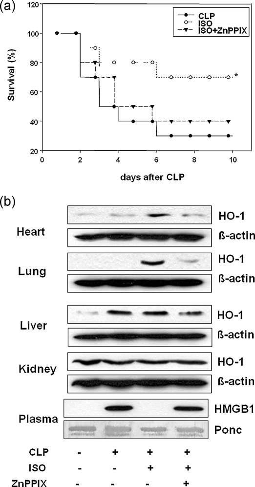 Isoproterenol improves survival rate and reduces serum HMGB1 in CLP-induced septic mice in an HO-1 sensitive manner. Health male Balb/c mice were injected with isoproterenol (ISO, 10 mg/kg, i.p. n = 14) 1 h before CLP (n = 14). Survival was monitored daily for 10 days (a). ISO significantly increased survival rate (p < 0.038). In separate experiments, mice were treated with saline (n = 2), CLP (n = 6), CLP + ISO (n = 6), CLP + ISO + ZnPPIX (n = 6) and 24 h later tissue (heart, lung, iver, and kidney) HO-1 protein levels and serum HMGB1 levels were measured by Western blot methods (b).