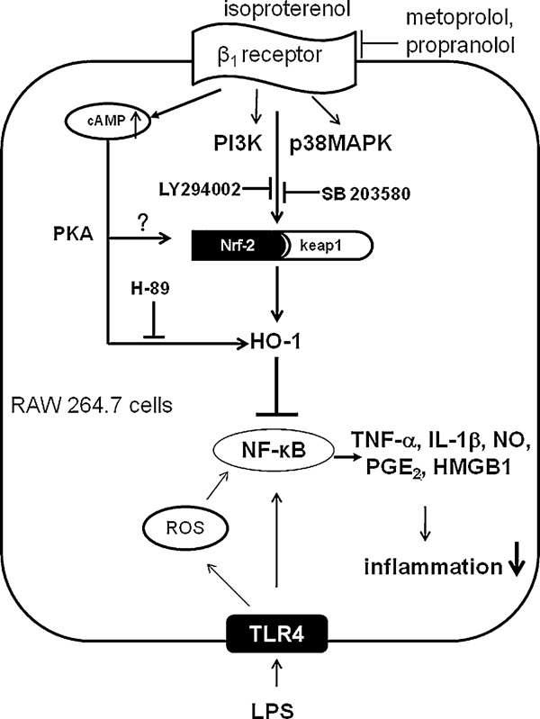 Model for the anti-inflammatory action of isoproterenol through HO-1 induction in RAW 264.7 cells. Activation of the b1-AR by isoproterenol leads to an increase in cAMP, which then activates protein kinase A (PKA) (Sun et al. [17]), and also stimulates PI3K and p38MAPK activity. Activated PI3K and p38MAPK make it possible for Nrf2 to move to nucleus, where binding of Nrf2 to the ARE promoter site, leads to the upregulation of HO-1 gene expression. Therefore, the non-selective b-AR blocker, propranolol, or the β1-selective AR blocker, metoprolol inhibits but the β1-selective AR agonist dobutamine, activates HO-1 induction. Likewise, the PI3K inhibitor, LY294002, or p38MAPK inhibitor, SB203580, inhibits HO-1 induction. It is not yet known whether cAMP activates PI3K, p38 MAPK, or Nrf2 translocation to induce HO-1 in RAW 264.7 cells. However, H89, a PKA inhibitor blocked ISO-induced HO-1 upregulation. The increased HO-1 expression induced by ISO inhibits NF-kB activity, which can be activated by LPS through TLR4; thus production of pro-inflammatory cytokines dependent on NF-kB, such as TNF-α, IL- 1β, NO and HMGB1 can be reduced. It should be noted, however, that LPS also induces HO-1 by production of ROS via TLR4, but it also activates NF-kB which could tilt the balance toward to pro-inflammation.