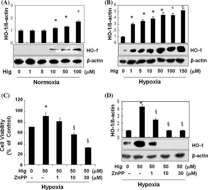 Higenamine increases HO-1 and it protects hypoxic injury in C6 cells. Higenamine was treated as indicated dose and incubated for 8 h under a normoxic or b hypoxic condition and after that protein was extracted for western analysis with anti-HO-1 antibody. c A fixed concentration of higenamine (50 μM) was treated in the presence or absence of ZnPPIX (1, 10, and 30 μM). After incubation for 12 h under hypoxic condition, cell proliferation was tested with MTT. d Cells were treated with a fixed concentration of higenamine (50 μM) in the presence or absence of increasing concentration of ZnPPIX (1,10,30 μM), which was incubated for 12 h under hypoxia and proteins were extracted for western analysis using anti-HO-1 antibody. Results are means ± SE of three to four independent experiments. *P<0.05 compared to control. §P <0.05 compared to higenamine.