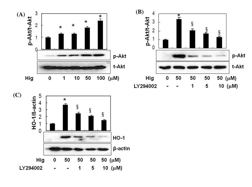 Phosphatidyl inositol-3 kinase/Akt pathway-dependent HO-1 induction by higenamine. Cells were treated with indicated concentration of higneamine and incubated for 15 min and phosphorylation of Akt (a) was examined by western analysis using anti-Akt or p-Akt antibodies. Loading control was shown as t-Akt level in each lane. A fixed concentration of higenamine (50 lM) was treated in the presence or absence of LY 294002 and the levels of p-Akt (b) and HO-1 (c) were analyzed using corresponding antibodies, respectively. Results are means ± SE of three independent experiments.