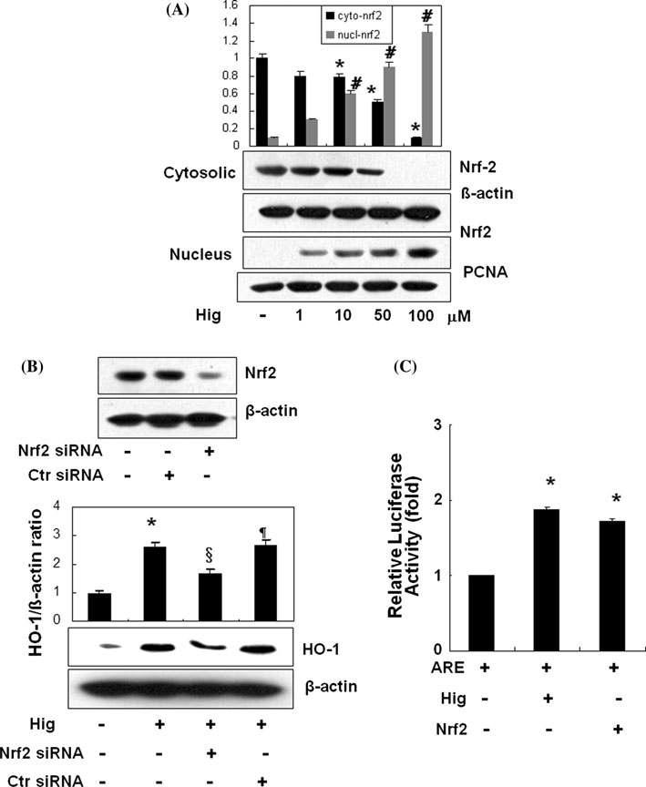 Higenamine translocates Nrf-2 and activates ARE element. Cells were treated with higenamine as indicated concentration and incubated for 1 h and proteins were extracted from cytosol fraction and nuclear fraction as described in the ‘‘Materials and methods’’ section. a Then western blot analysis was performed using anti-Nrf2 antibody. The internal loading control for cytosol and nuclear were used b-actin and PCNA, respectively. b Transfection efficiency of siNrf-2 RNA was checked by western analysis and the expression of HO-1 by higenamine was examined in scrambled siRNA- and Nrf2- siRNA-transfected cells by western analysis. c ARE activity was measured in cells transfected with luciferase reporter plasmid construct harboring the ARE promoter after 2 h treatment with higenamine (50 μM). Results are means ± SE of three independent experiments.