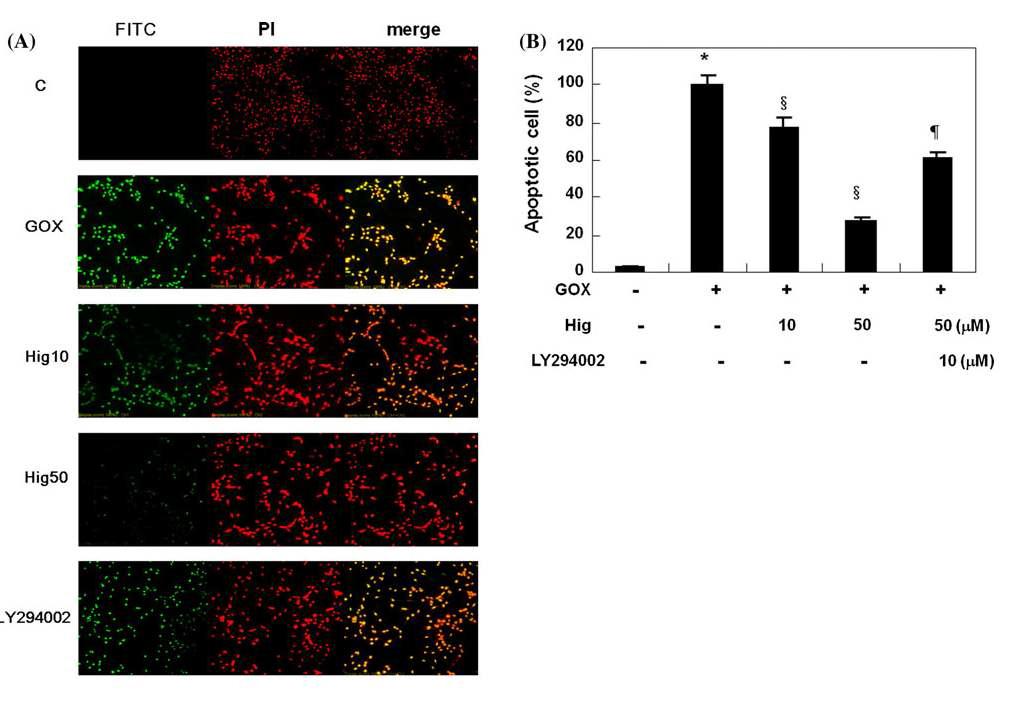 Higenamine inhibits ROS-induced apoptosis with PI3K-sensitive manner. Cells were pretreated with higenamine (10 and 50 lM) for 8 h before exposure to GOX (20 mU/ml) and, 8 h later, a TUNEL assay was performed as described in ‘‘Materials and methods’’ section. In a, 1, control; 2, GOX 20 mU/ml; 3, GOX 20 mU/ml with higenamine 10 lM; 4, GOX 20 mU/ml with higenamine 50 μM; 5, GOX 20 mU/ml with higenamine 50 μM + LY 294002 (10 μM). b Apoptotic cell reactions were analyzed. Results are means ± SE of three independent experiments.