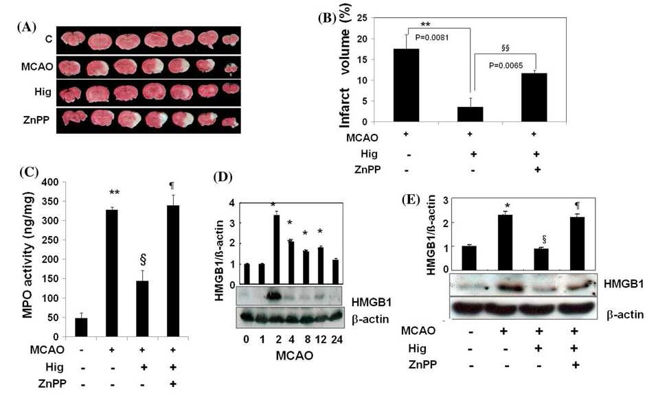 Higenamine reduces inflammation and infarct volume in MCAO rats due to HO-1 induction. Higenamine (10 mg/kg, i.p, n = 12) was administered in rats 24 h prior to MCA occlusion. In ZnPPIXtreated animal study, ZnPPIX (10 mg/kg, i.p, n = 10) was administered 1 h before higenamine treatment. After the treatment, TTC staining was performed as described in ‘'‘'Materials and methods’'’' section. A typical slide was shown in a, in which (1) sham (n = 6), (2) MCAO (n = 16), (3) MCAO + higenamine (n = 12, 10 mg/kg), and (4) MCAO + higenamine (10 mg/ kg) + ZnPPIX (10 mg/kg) (n = 10). b Percent change of infarct volume by each treatment in MCAO rats was shown. c MPO activity and d, e HMGB1 expression were measured from brain tissues taken out 24 h after the MCA occluded rats, respectively. Results are means ± SE of four independent experiments.