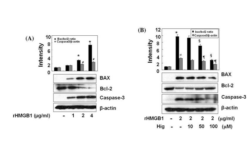 Higenamine reduces rHMGB1-induced apoptosis in C6 cells. Cells were treated with rHMGB1 (1, 2, and 4 lg/ml) and incubated for 4 h (for Bax, Bcl-2) and 6 h (for cleaved caspase-3), respectively. The extracted proteins were subjected to western blot analysis with corresponding antibodies (a). Different concentrations of higenmine were treated 1 h prior to application of rHMGB1 (2 lg/ml) in C6 cells. After indicated time of incubation, cells were harvested and western blot analysis was performed as described above (b). Results are means ± SE of three independent experiments.