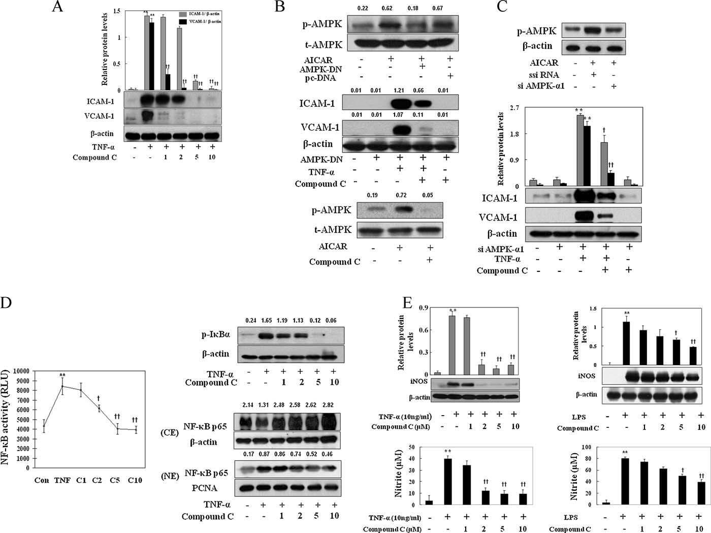 Compound C inhibits ICAM-1 and VCAM-1 proteins via inhibition of NF-kB activity.