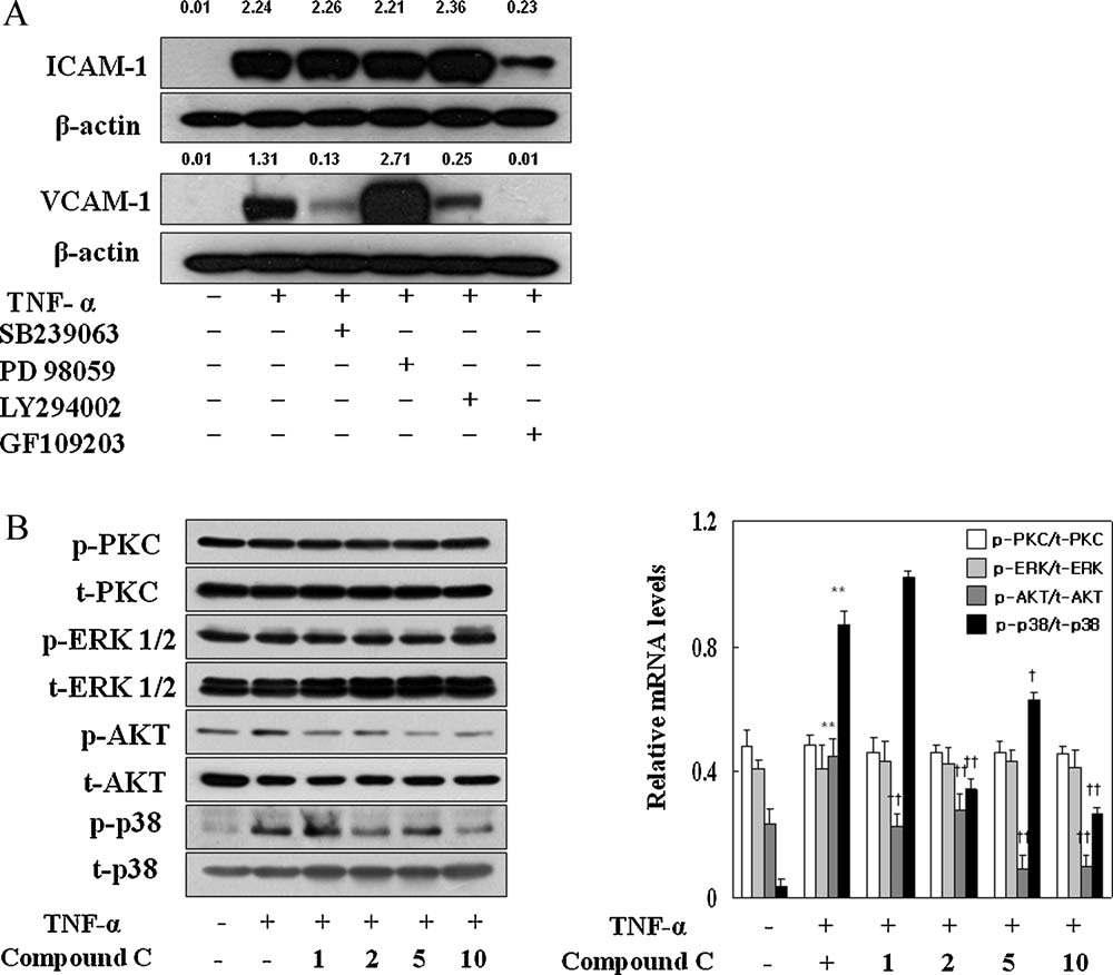 Signals involved in preferential inhibition of VCAM-1 over ICAM-1 expression in response to TNF-in cultured endothelial cells and inhibition of phosphorylation of Akt and p38 MAP kinases by compound C. Cells were pretreated signal inhibitors 30 min prior to TNF-and incubated for 6 h to see which signals are involved in inhibition of ICAM-1 and VCAM-1 (A). Cells were treated with indicated concentrations of compound C 30min prior to TNF-and then incubated for 30 min (B). Proteins were extracted and subjected to western blot analysis using corresponding antibodies. Data represent one of typical blots with similar results of triplicates. The intensity ratio was depicted as Arabic numbers on the top of each band when histogram was not presented.