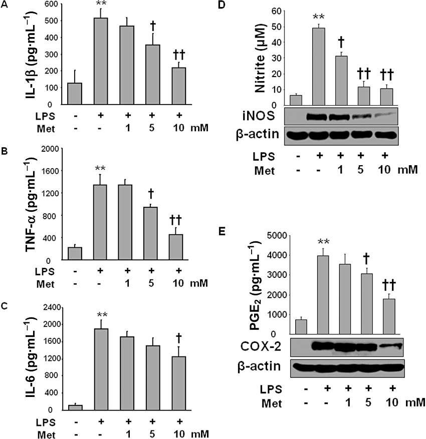 Effect of metformin on the release of various cytokines, iNOS (NO) and COX-2 (PGE2) expression in LPS-activated macrophages.