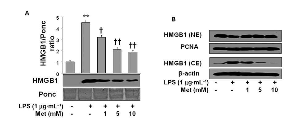 Effect of metformin on HMGB1 release in LPS-activated macrophages.