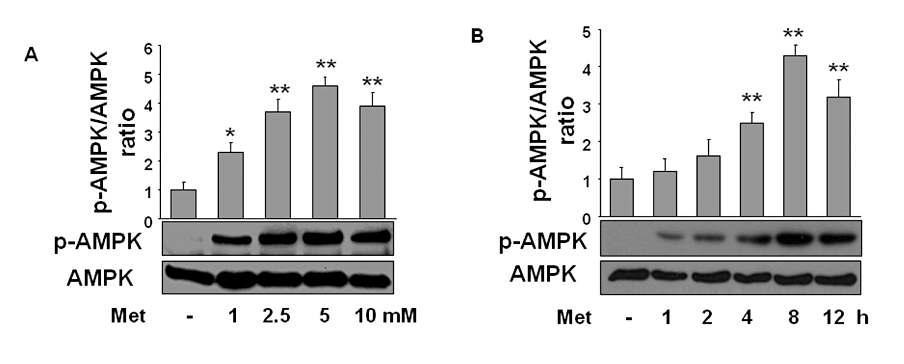 Metformin activates AMPK in macrophages.