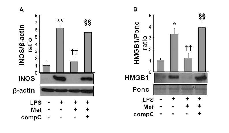 Pharmacological inhibition of AMPK reversed metformin-mediated anti-inflammatory effect in LPS-activated macrophages. Cells were treated with metformin (10 mM) in the presence or absence of compound C (comp C; 12 μM) for 1 h. Then cells were stimulated with LPS (1 μg·mL−1) for the next 24 h. After incubation, cells were lysed and subjected to Western blot (A); culture medium samples were extracted for HMGB1 detection by HMGB1 analysis (B) as described in Methods. Data are presented as mean ± SD of three independent experiments.