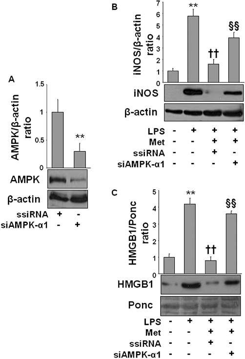 Knock down of AMPK-α1 attenuates anti-inflammatory effect of metformin in LPS-activated macrophages.