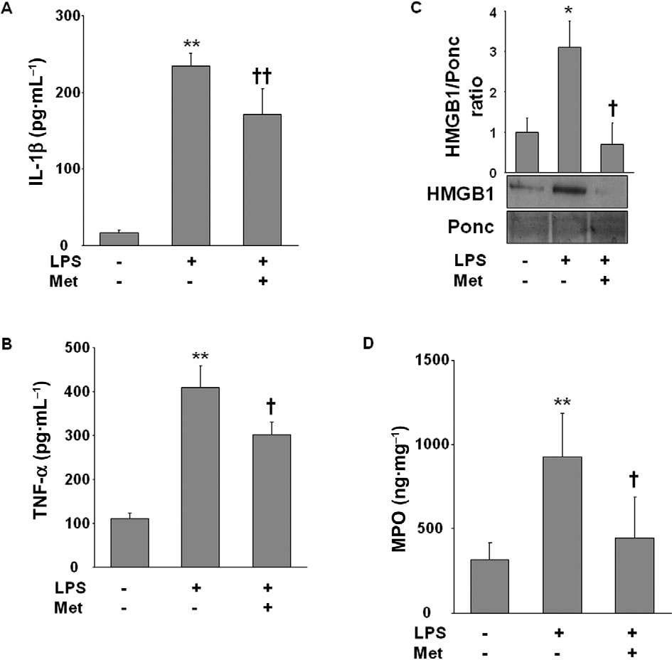 Metformin attenuates inflammation and neutrophil infiltration into lungs induced by LPS.