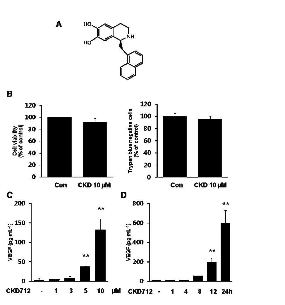 Chemical structure of CKD712 and its effect on the induction of VEGF in HDFs.