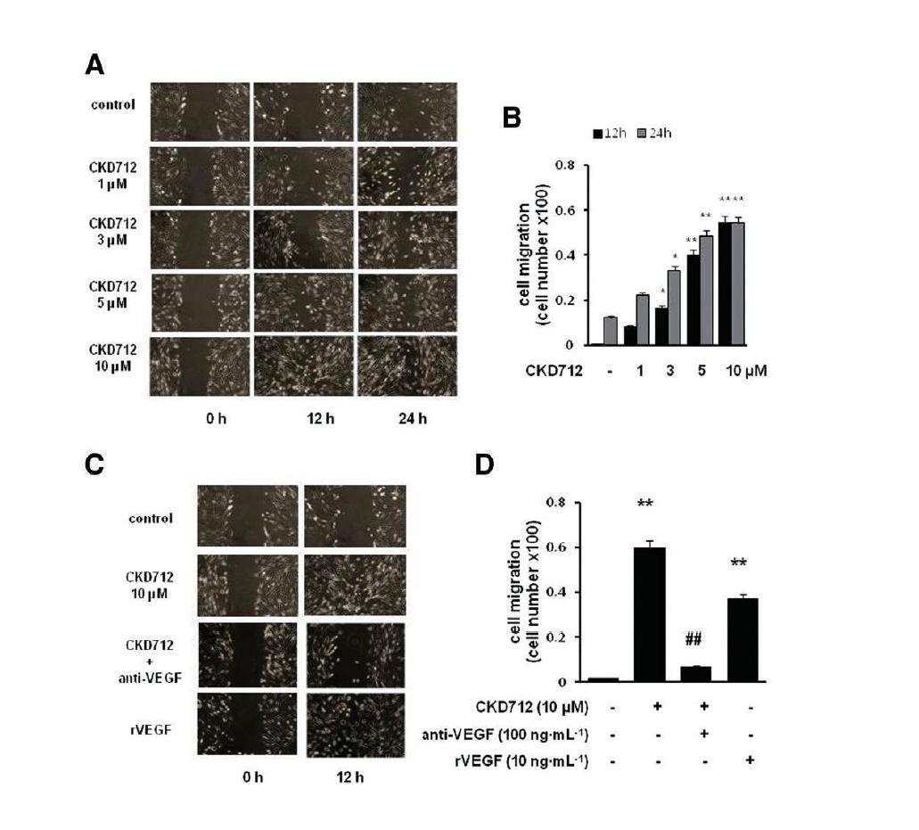 Involvement of VEGF in CKD712-mediated cell migration and its effect on the migration of HDFs. Confluent cells were treated with mitomycin C (8 mg·mL-1) for 2 h. After washing with PBS, the cells were wounded by scraping, and fresh medium was added. (A,B) Cells were treated with CKD712 at the indicated concentrations for 12 or 24 h and then cell migration was assessed. (C, D) Cell migration was also assessed in HDF cells stimulated with recombinant VEGF (10 ng·mL-1) or with CKD712 (10 mM) in presence or absence of anti-VEGF antibody (100 ng·mL-1). Representative photographs from three independent experiments are shown with similar results.