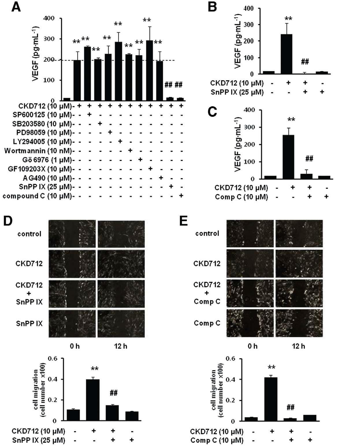 Dependence on HO-1/AMPK signalling of the production of VEGF by CKD712 and the effect of SnPPIX and compound C on the cell migration induced by CKD712. The cells were pretreated with various inhibitors and then treated with CKD712. After incubation, samples of the culture media were collected and subjected to ELISA for VEGF (A– C). Confluent cells were treated with mitomycin C (8 mg·mL-1) for 2 h. After washing with PBS, the cells were wounded by scraping, and fresh medium was added. The cells were incubated with CKD712 (10 mM) in the presence or absence of SnPPIX (25 mM) (D) or compound C (10 mM) (E) for 12 h. The data are presented as the mean SD of three independent experiments.